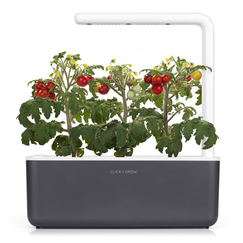 Click and Grow Mini Tomaten